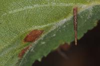 Coleophora milvipennis
