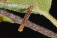 Coleophora milvipennis