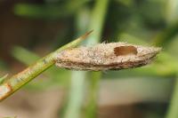 Coleophora albicosta