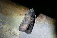 Aporophyla nigra