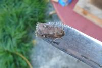 Xestia xanthographa