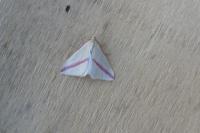Rhodometra sacraria