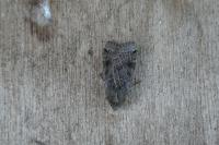 Anchoscelis lunosa