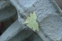 Opisthograptis luteolata