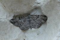 Peribatodes rhomboidaria