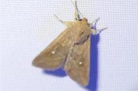 Mythimna albipuncta