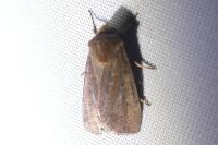Xestia xanthographa