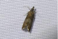 Dichrorampha acuminatana