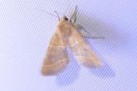 Atethmia centrago