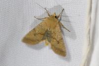 Sunira circellaris