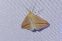 Rhodometra sacraria