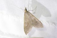 Mecyna asinalis