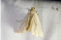 Eilema caniola