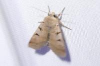 Eugnorisma glareosa