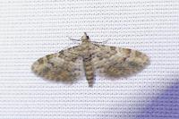 Gymnoscelis rufifasciata