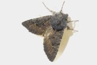 Aporophyla nigra