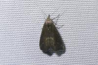 Schrankia costaestrigalis
