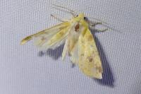 Cirrhia icteritia