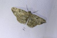 Peribatodes rhomboidaria