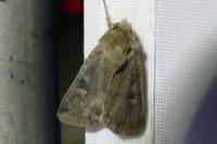 Xestia xanthographa