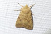 Sunira circellaris
