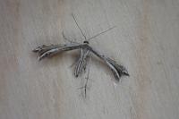 Gypsochares bigoti