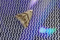 Eublemma candidana