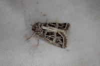 Leucochlaena oditis