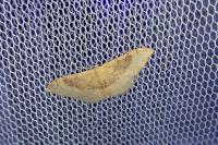 Idaea degeneraria