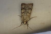 Agrotis trux