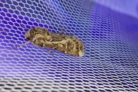Agrotis vestigialis