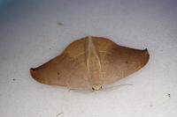 Watsonalla uncinula