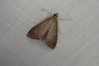 Anania terrealis