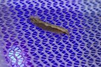 Plutella xylostella