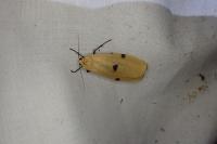 Lithosia quadra