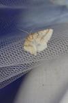 Aspitates ochrearia