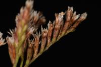 Coleophora limoniella