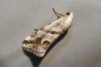 Eublemma candidana
