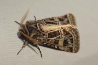 Leucochlaena oditis