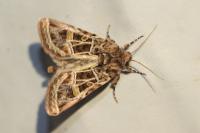 Leucochlaena oditis