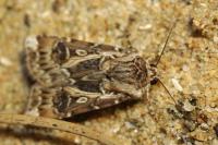 Agrotis vestigialis