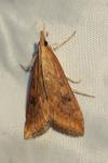 Udea ferrugalis