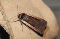 Ochropleura leucogaster