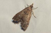 Diplopseustis perieresalis