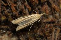 Agriphila deliella