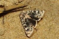 Polymixis argillaceago