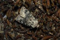 Polymixis argillaceago