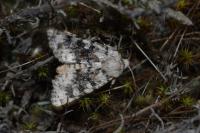 Polymixis argillaceago