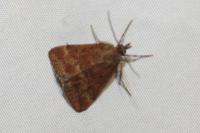 Pyrausta despicata