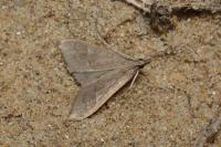 Mecyna asinalis